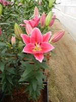 [5377 Mateo VZ No02.JPG]